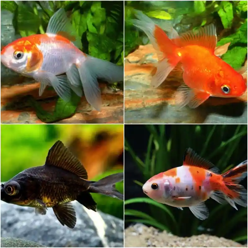 Abverkauf Schleierschwanz gemischte Farben 7-10 cm (Carassius auratus var.)
